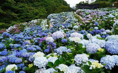 台北繡球花季賞花包車一日遊,最優美的遊玩台北
