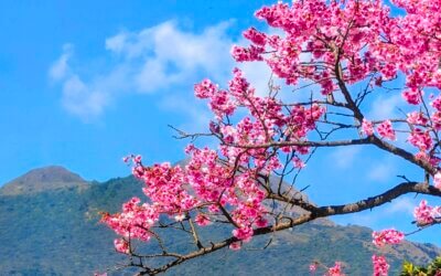 台北包車陽明山櫻花季一日遊:絕美粉紅花海、私房景點全攻略