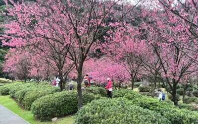 【台北包車一日遊】陽明山精華行程攻略:輕鬆遊賞絕美風景與溫泉